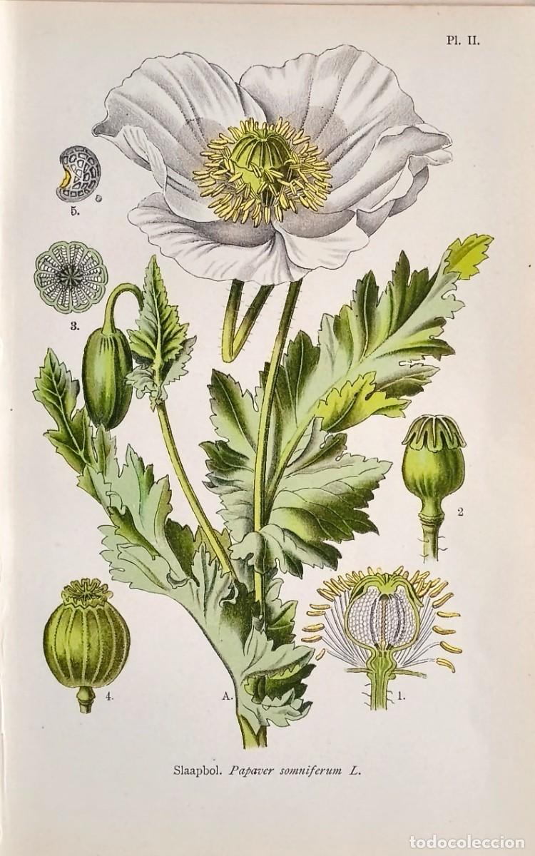 Arte: Grabado antiguo Bot&aacute;nica Adormidera(Papaver) a&ntilde;o 1903 con certif.autent. Grabados Bot&aacute;nica