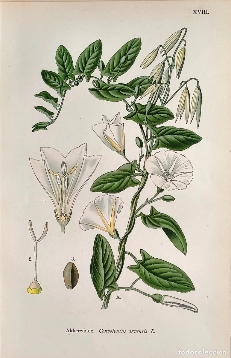 Arte: Grabado antiguo Bot&aacute;nica Convolvulus a&ntilde;o 1903 con certif.autent. Grabados Bot&aacute;nica