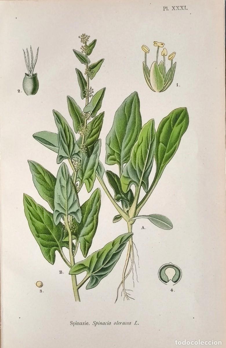 Arte: Grabado antiguo Bot&aacute;nica Espinacas a&ntilde;o 1903 con certif.autent. Grabados Bot&aacute;nica