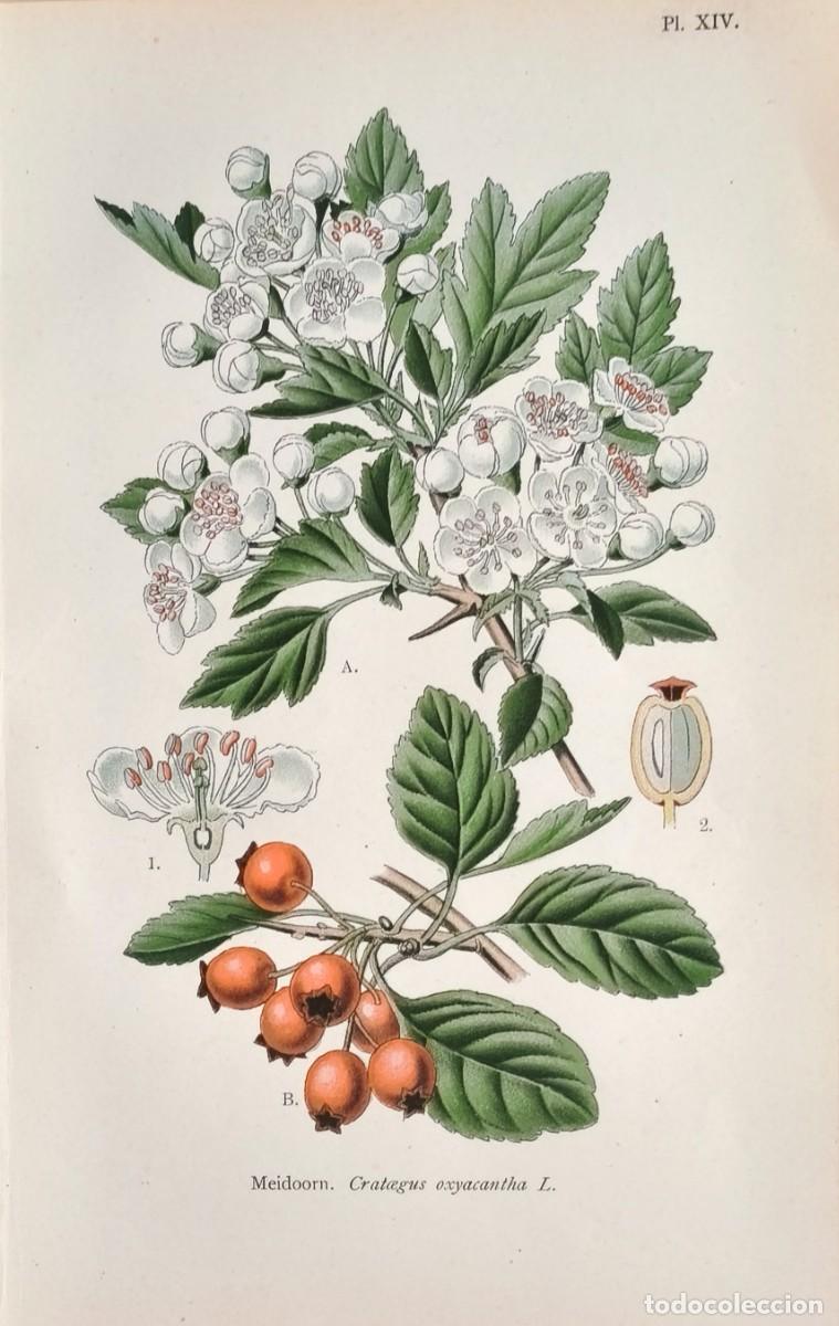 Arte: Grabado antiguo Bot&aacute;nica Crataegus a&ntilde;o 1903 con certif.autent. Grabados Bot&aacute;nica