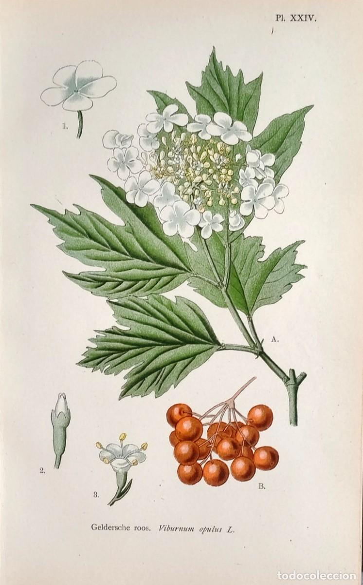 Arte: Grabado antiguo Bot&aacute;nica Viburnum a&ntilde;o 1903 con certif.autent. Grabados Bot&aacute;nica
