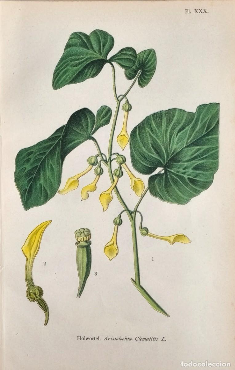 Arte: Grabado antiguo Bot&aacute;nica Aristolochia a&ntilde;o 1903 con certif.autent. Grabados Bot&aacute;nica
