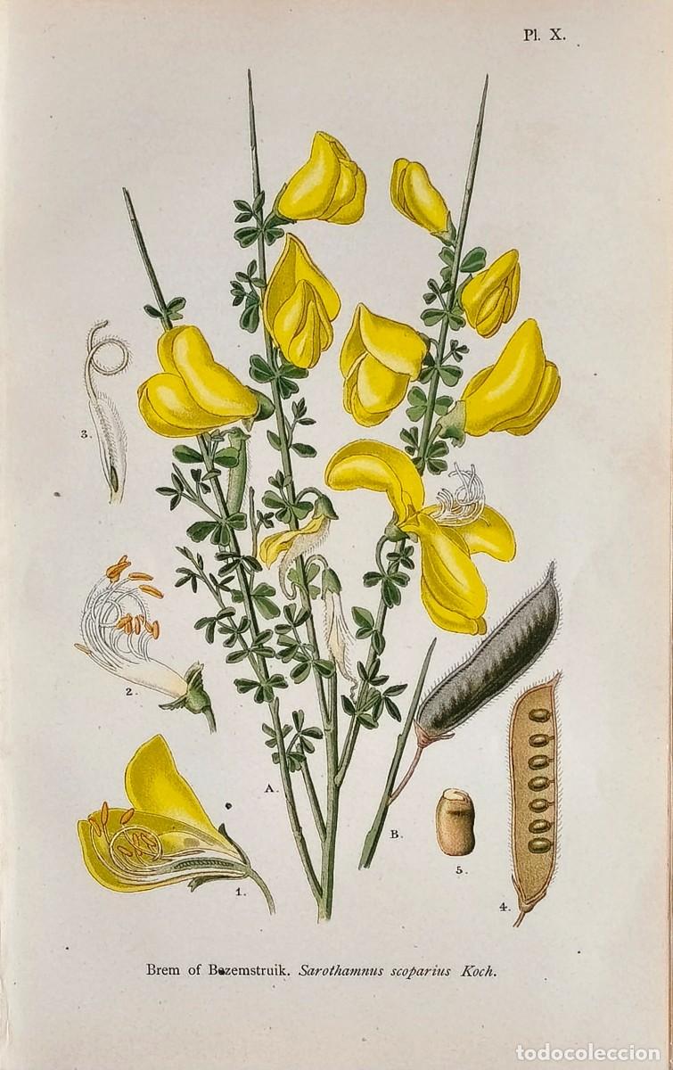 Arte: Grabado antiguo Bot&aacute;nica Retama a&ntilde;o 1903 con certif.autent. Grabados Bot&aacute;nica