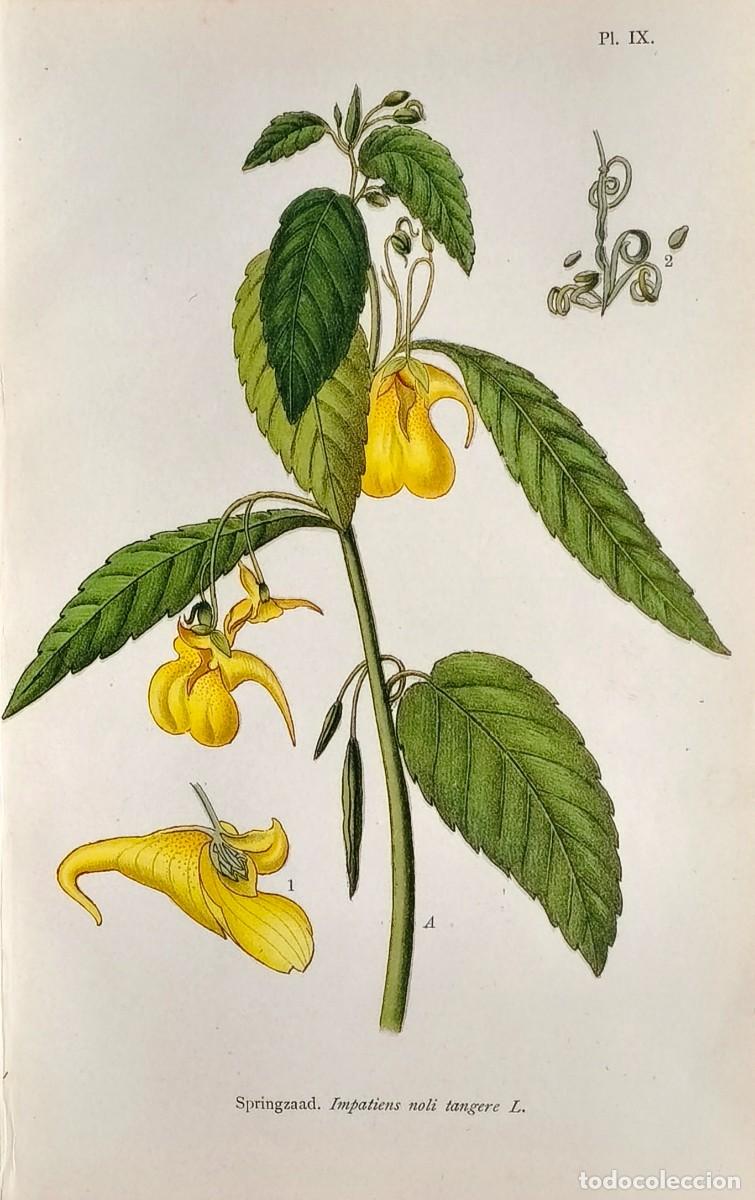Arte: Grabado antiguo Bot&aacute;nica Impaciencia a&ntilde;o 1903 con certif.autent. Grabados Bot&aacute;nica