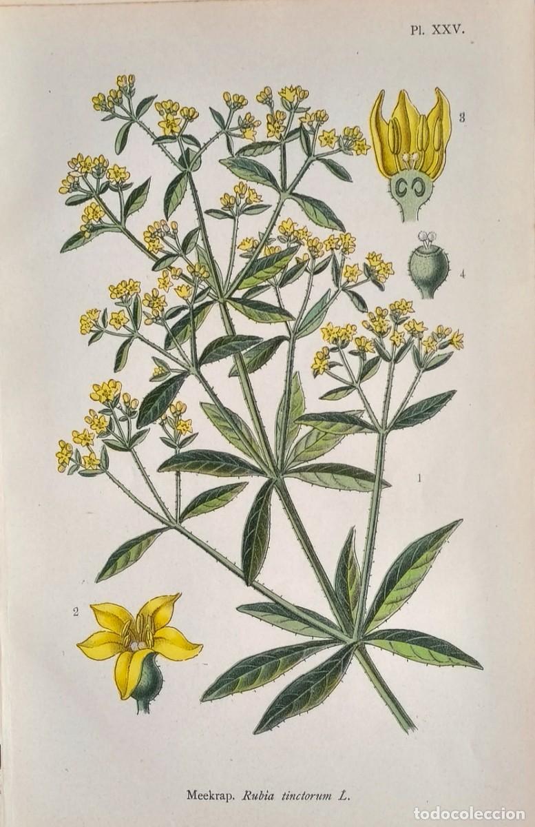 Arte: Grabado antiguo Bot&aacute;nica Rubia a&ntilde;o 1903 con certif.autent. Grabados Bot&aacute;nica