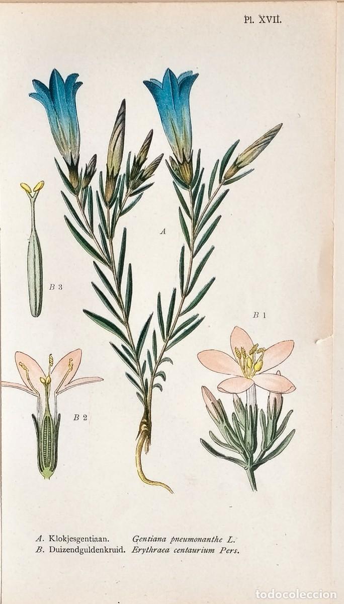 Arte: Grabado antiguo Bot&aacute;nica Gentiana a&ntilde;o 1903 con certif.autent. Grabados Bot&aacute;nica