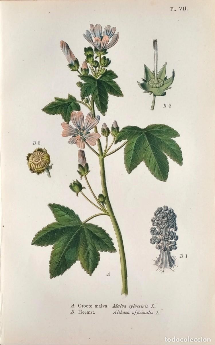Arte: Grabado antiguo Bot&aacute;nica Malva a&ntilde;o 1903 con certif.autent. Grabados Bot&aacute;nica