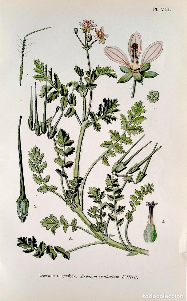 Arte: Grabado antiguo Bot&aacute;nica Erodium a&ntilde;o 1903 con certif.autent. Grabados Bot&aacute;nica