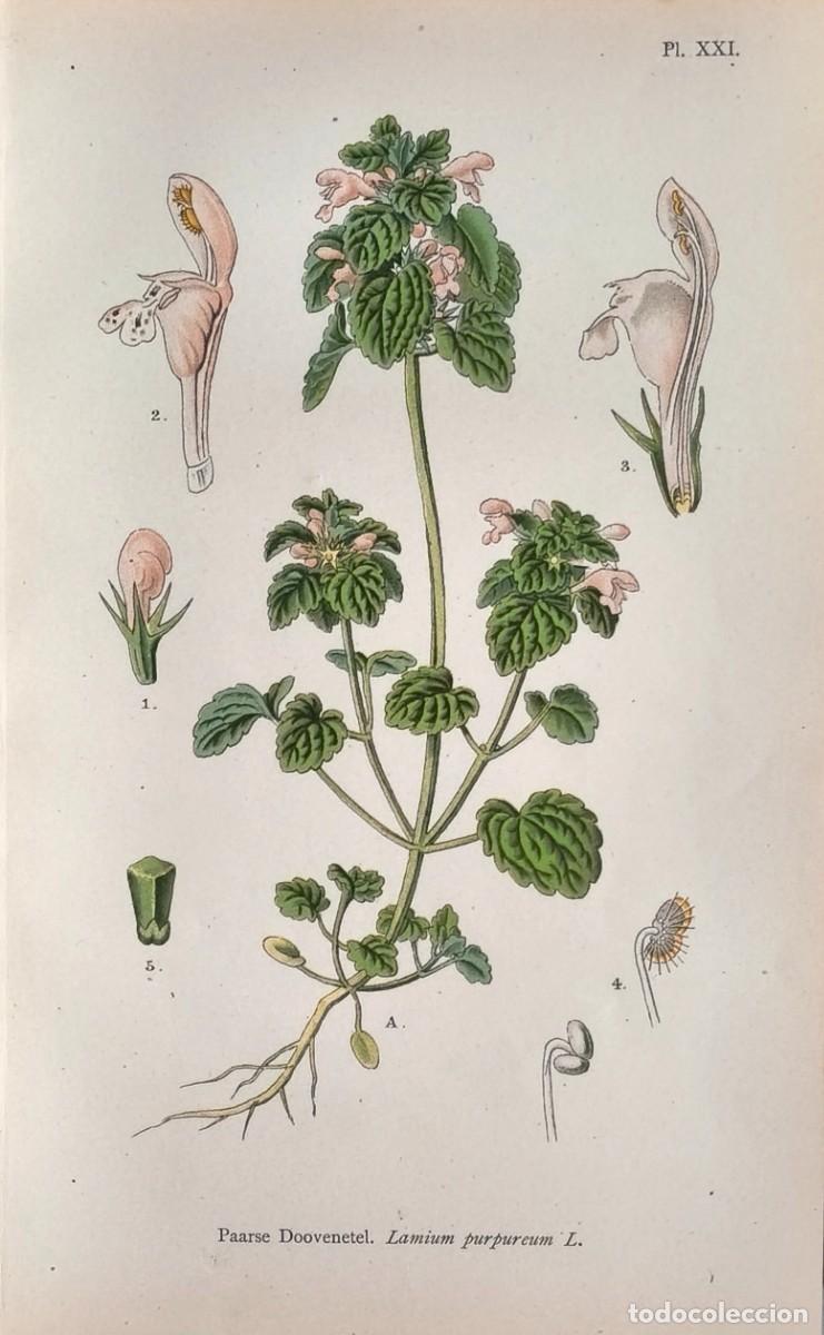 Arte: Grabado antiguo Bot&aacute;nica Ortiga (Lamium) a&ntilde;o 1903 con certif.autent. Grabados Bot&aacute;nica