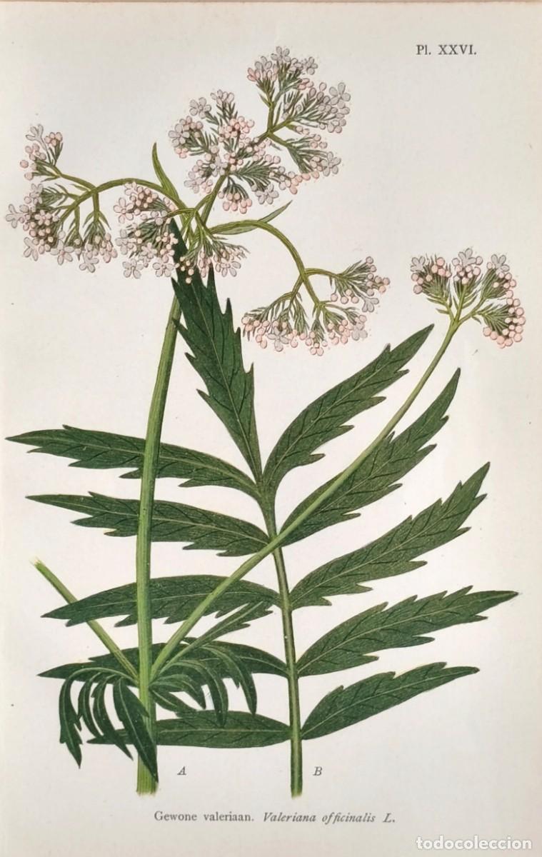 Arte: Grabado antiguo Bot&aacute;nica Valeriana a&ntilde;o 1903 con certif.autent. Grabados Bot&aacute;nica