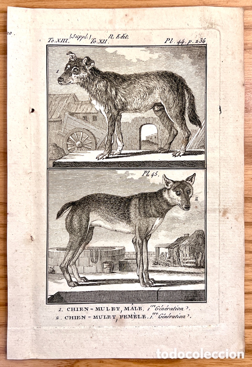 Arte: Grabado original BUFFON (c. 1775) - Historia Natural - CHIEN-MULET - L&aacute;mina XVIII