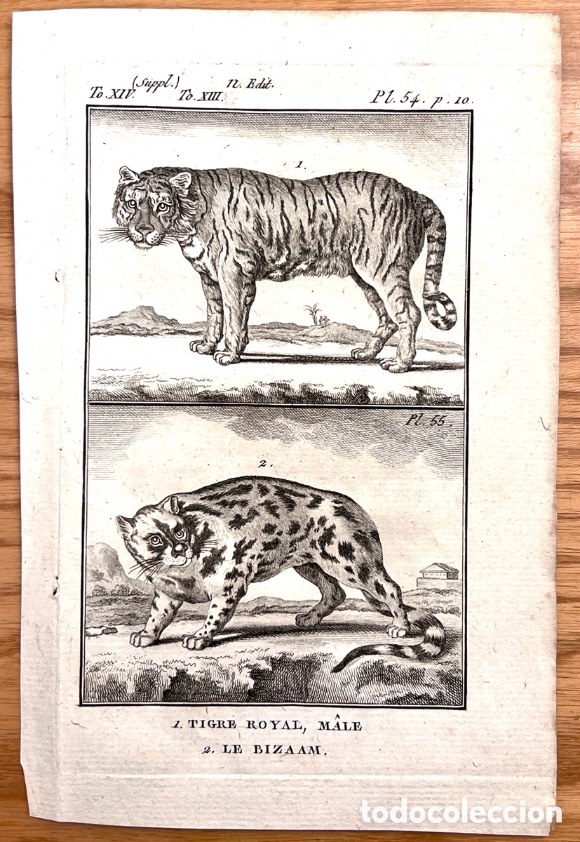 Arte: Grabado original BUFFON (c. 1775) - Historia Natural - 1. Tigre Royal, M&acirc;le / 2. Le Bizaam