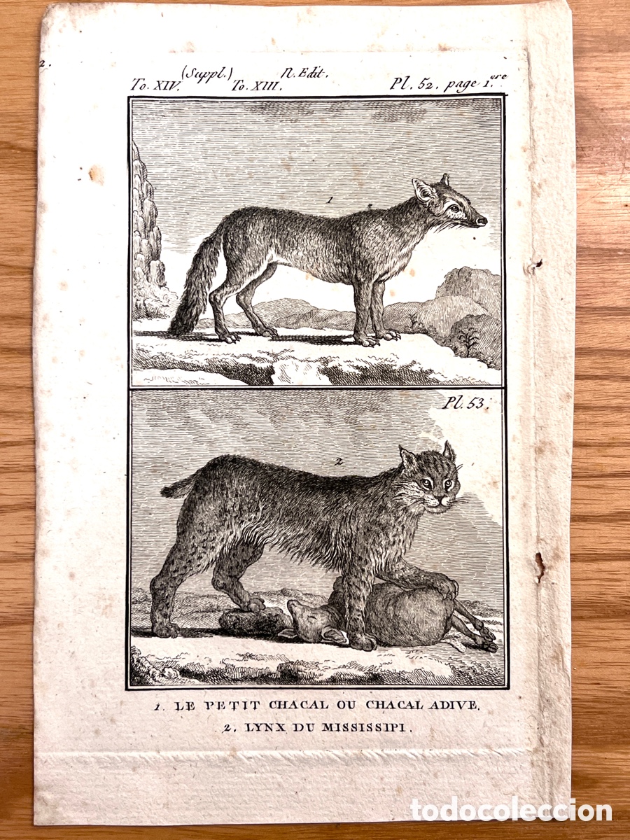 Arte: Grabado original BUFFON (C.1789) 1. Le Petit Chacal / 2. Lynx du Mississippi.