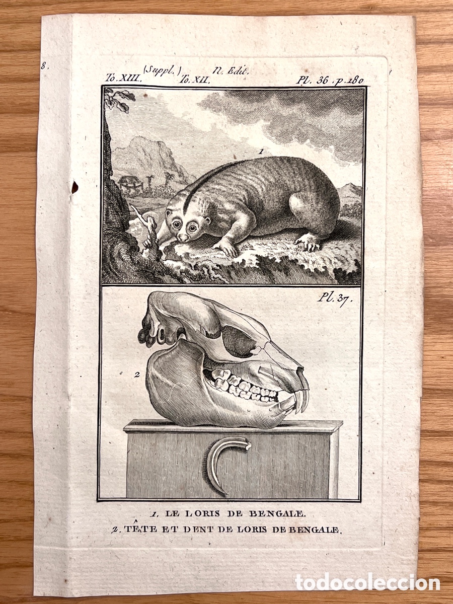 Arte: Grabado original BUFFON (c .1789) 1. Le Loris de Bengale / 2. T&ecirc;te et Dent de Loris de Bengale.