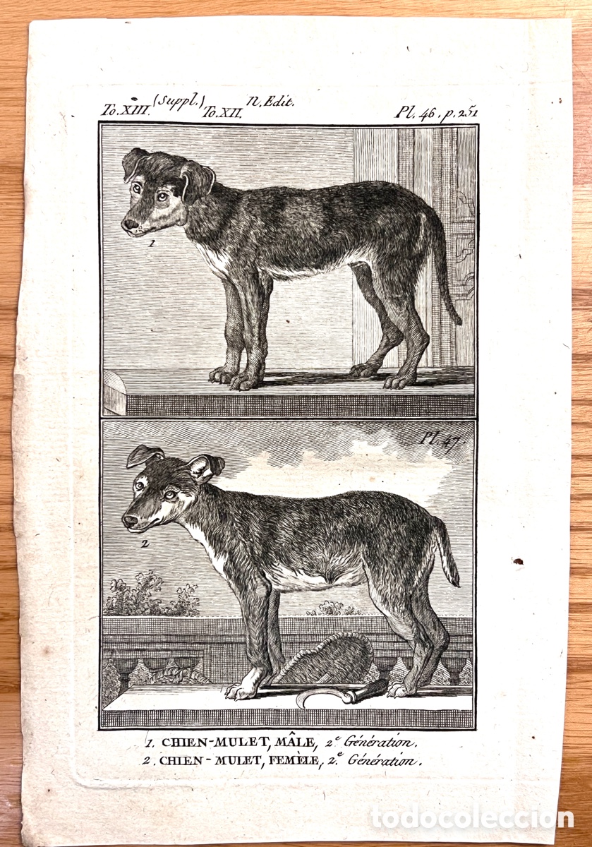 Arte: Grabado original BUFFON (c. 1789). H&iacute;brido perro-lobo 2&ordf; generaci&oacute;n