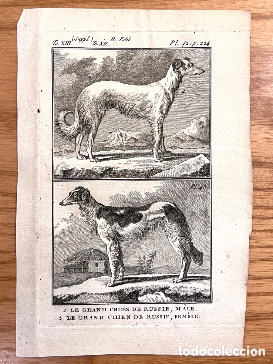 Arte: Grabado original BUFFON (c. 1779) El gran perro de Rusia (Borzoi o galgo ruso)