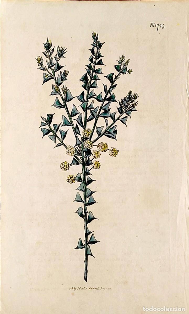 Arte: Grabado antiguo de Bot&aacute;nica. Curtis. Con certif. autent. Grabados antiguos bot&aacute;nica