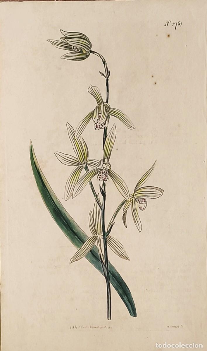 Arte: Grabado antiguo de Bot&aacute;nica. Curtis. Con certif. autent. Grabados antiguos bot&aacute;nica