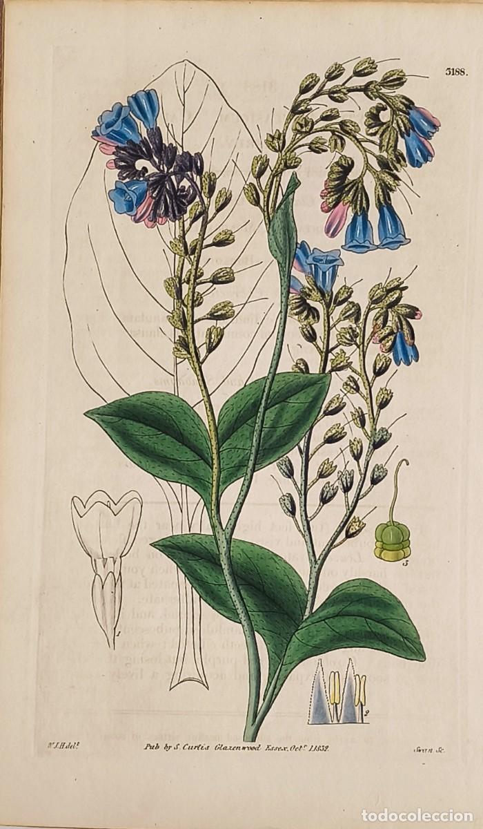 Arte: Grabado antiguo de Bot&aacute;nica. Curtis. Con certif. autent. Grabados antiguos bot&aacute;nica