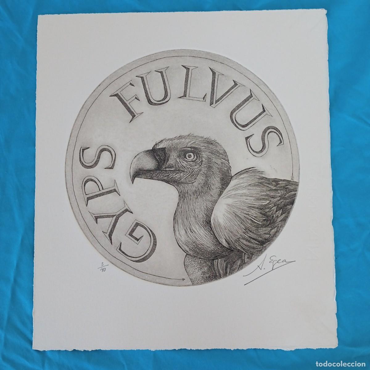 Art: Gyps Fulvus, Buitre Leonado. Antonio Egea Mart&iacute;nez. Grabado con plancha de cobre. 38 x 33 cm