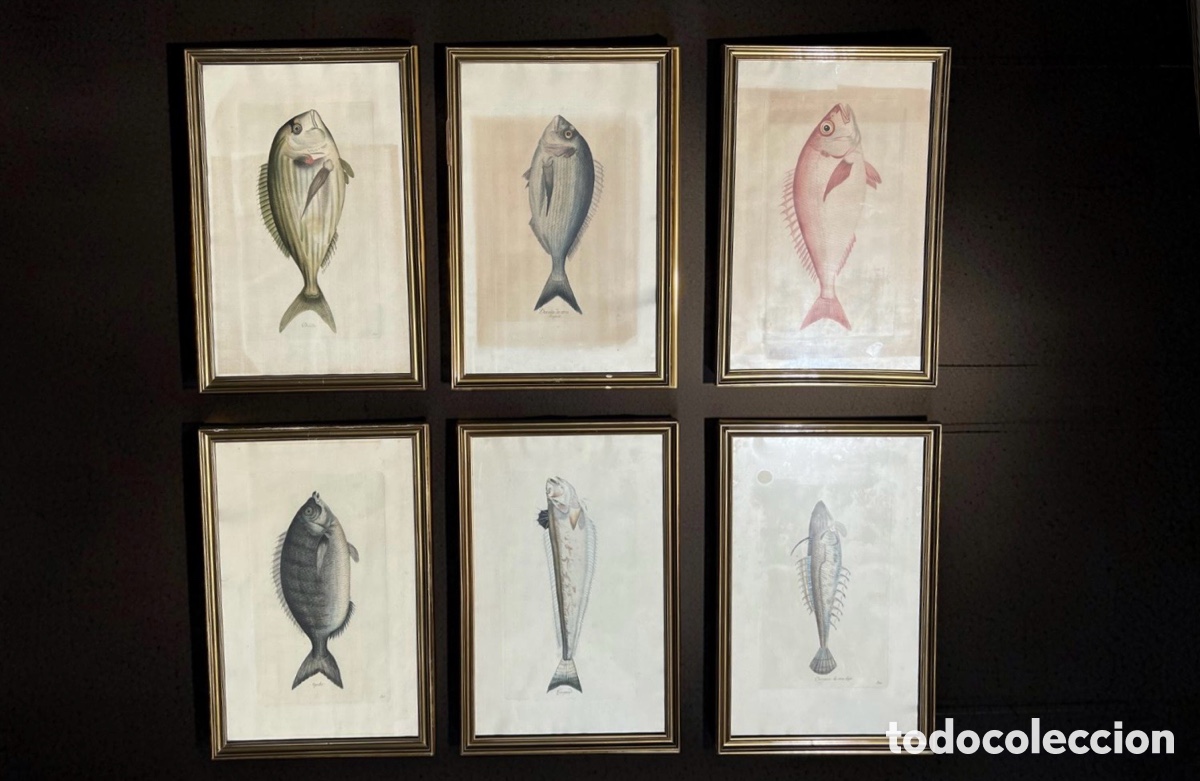 Arte: LOTE DE 6 GRABADOS DE PECES DEL ARTISTA VALENCIANO JUAN BAUTISTA BRU DE RAMON (SIGLO XVIII)