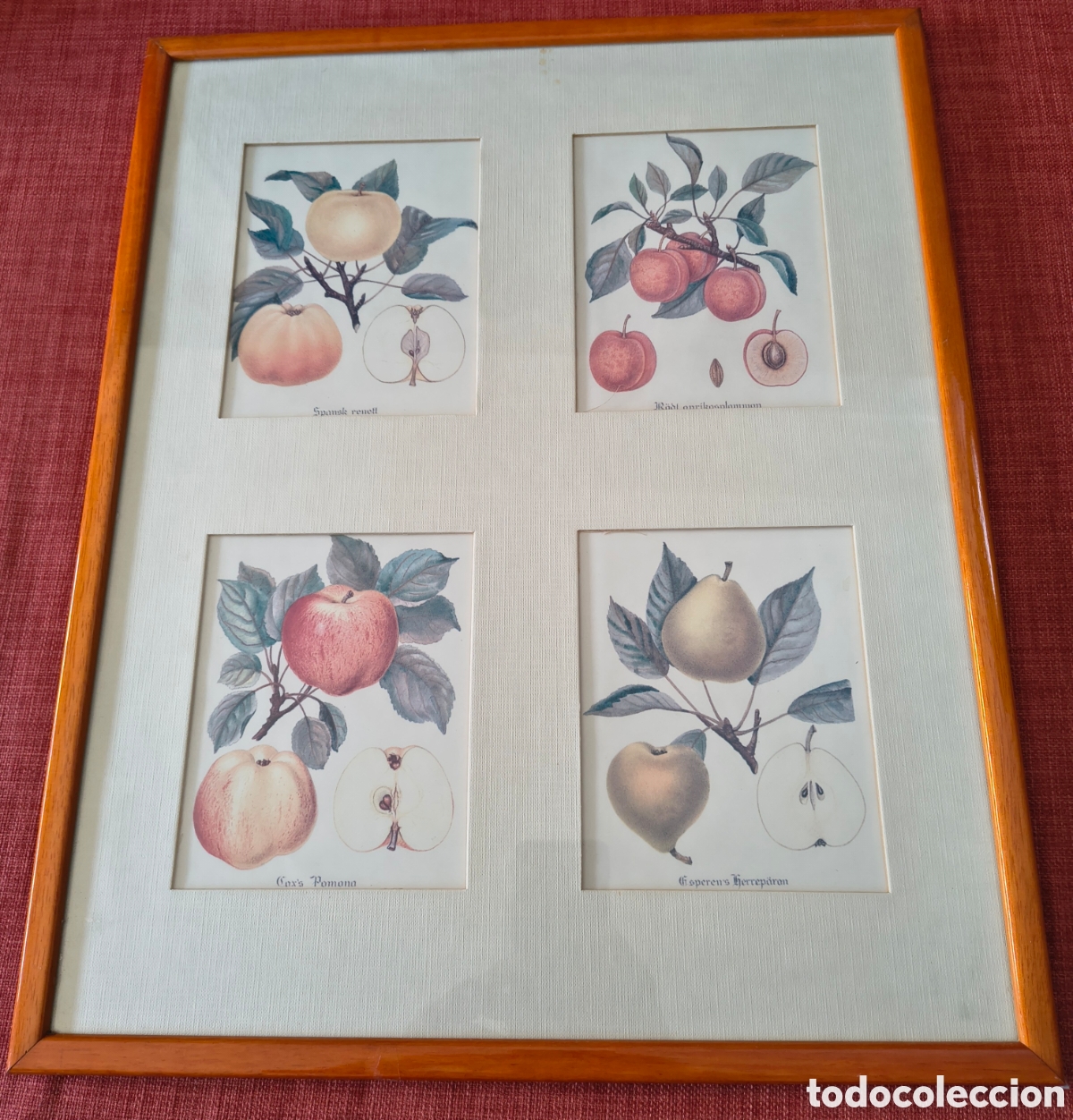 Arte: Conjunto de cuatro grabados bot&aacute;nicos enmarcados