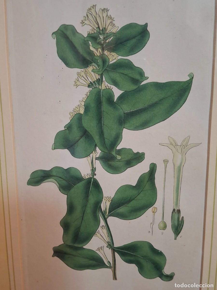 Arte: Grabado bot&aacute;nico original pintado a mano S XIX