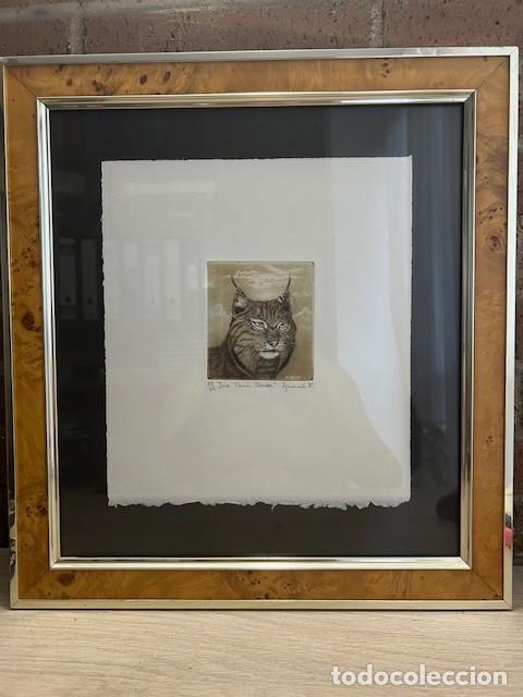 Arte: GRABADO, LINCE IBERICO, IGNACIO MECO, 1981, FIRMADO A LAPICERO POR EL AUTOR