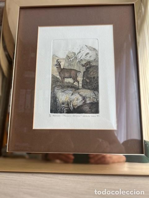 Arte: GRABADO, REBECOS, IGNACIO MECO, 1981 , FIRMADO A LAPICERO POR EL AUTOR