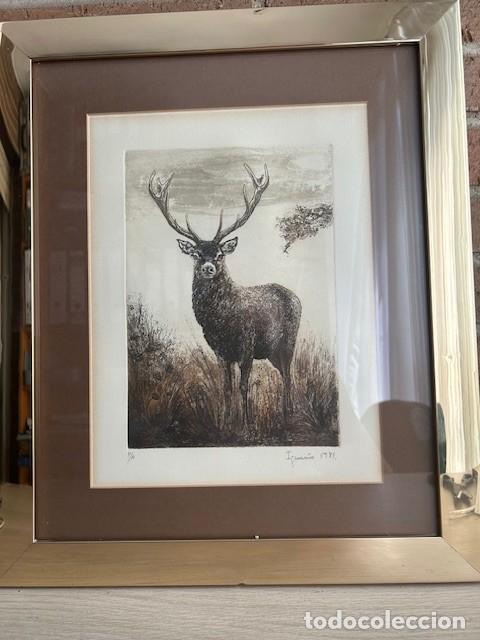 Arte: GRABADO, VENADO, IGNACIO MECO, 1981, FIRMAO A LAPICERO POR EL AUTOR