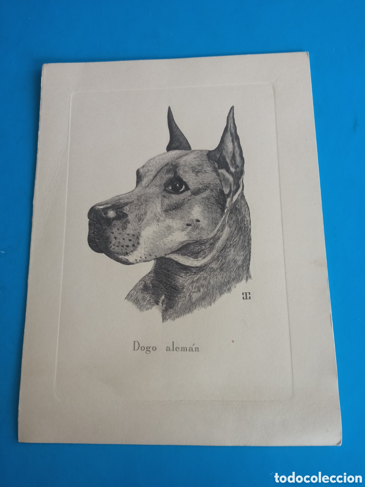 Arte: Antiguo grabado, Dogo alem&aacute;n, mide 16x12 cm