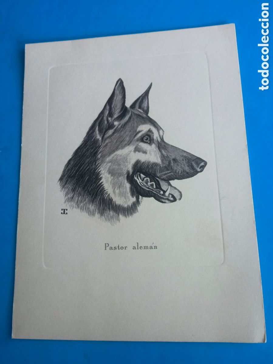 Arte: Antiguo grabado, Pastor alem&aacute;n, mide 16x12 cm