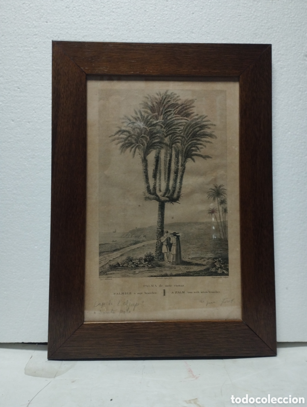 Arte: AGUAFUERTE ORIGINAL SIGLO XIX PALMERA DE SIETE BRAZOS ELCHE . POR ALEXANDRE LABORDE