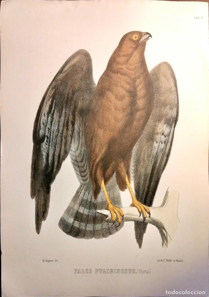 Arte: CROMOLITOGRAF&Iacute;A ILUMINADA A MANO: FALCO FULIGINOSUS (GUIRAO), M. BARQUERO, L&Aacute;MINA 1&ordf;, 1859, ORIGINAL