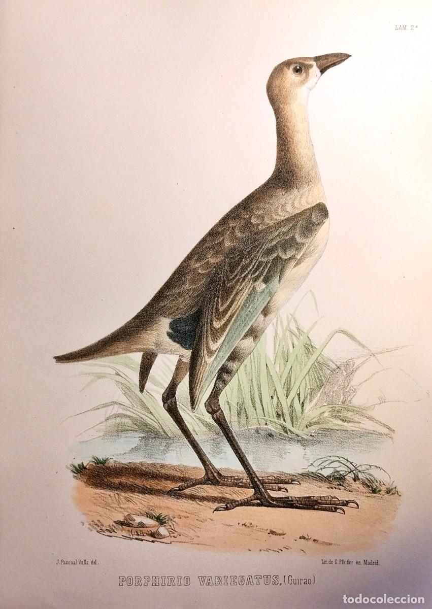 Arte: CROMOLITOGRAF&Iacute;A ILUMINADA A MANO: PORPHIRIO VARIEGATUS (GUIRAO), J. P. VALLS L. 2&ordf;, 1859, ORIGINAL