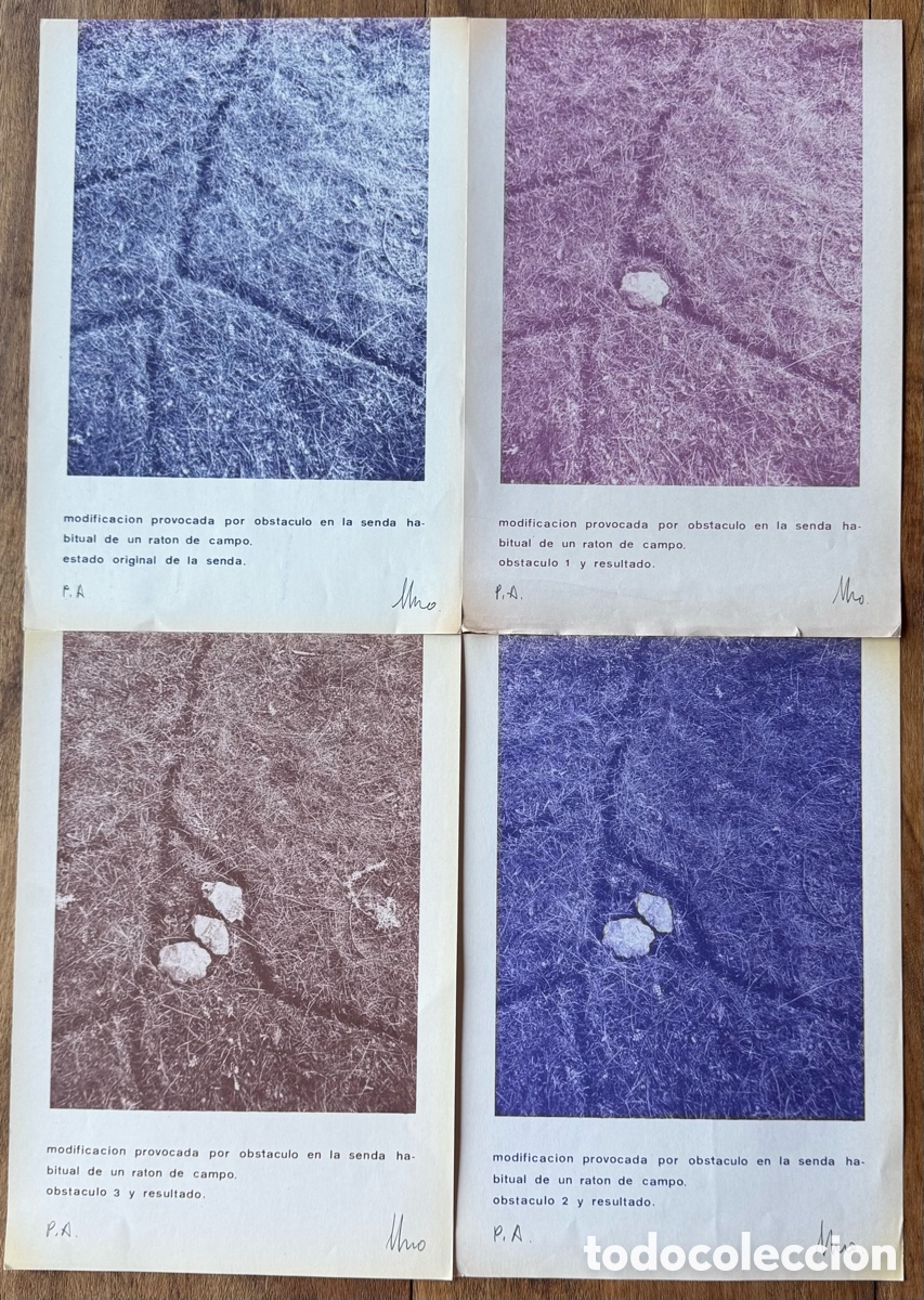Arte: Paz Muro. Modificaci&oacute;n provocada por obst&aacute;culo en la senda habitual de un rat&oacute;n de campo