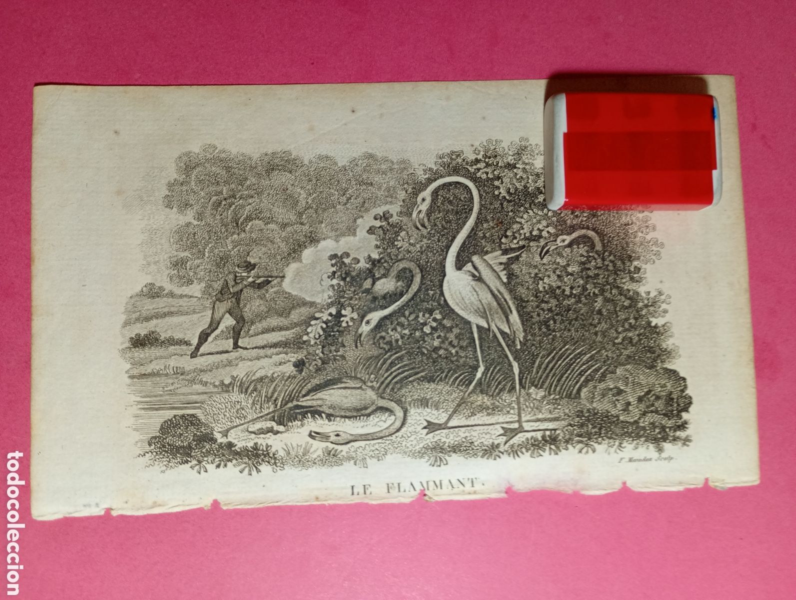 Arte: Antiguo Grabado S.XIX Caza de Flamencos F. Maradan. Escena Cineg&eacute;tica Flamant Cazador