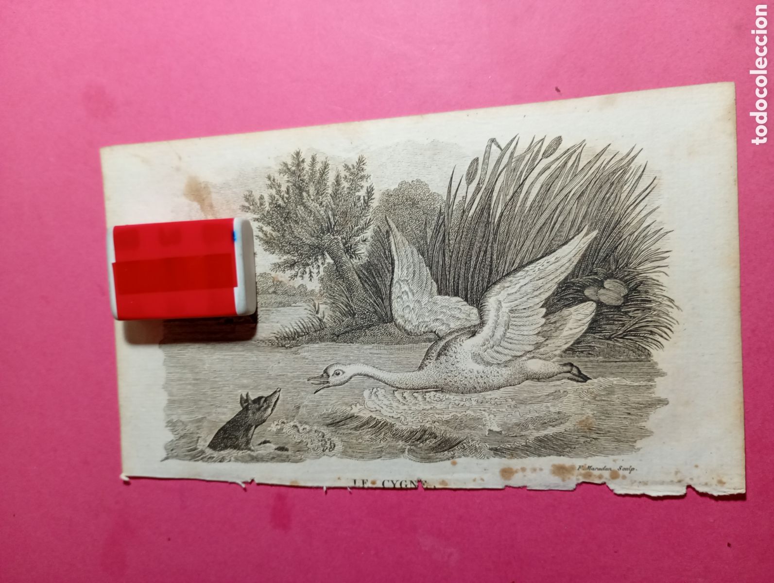 Arte: Antiguo Grabado S.XIX &rdquo;Le Cygne&rdquo; F. Maradan. Escena Animalista cisne volando atacando a un zorro
