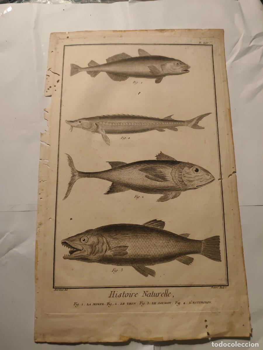 Arte: Grabado Peces Histoire Naturelle , Historia Natural xviii
