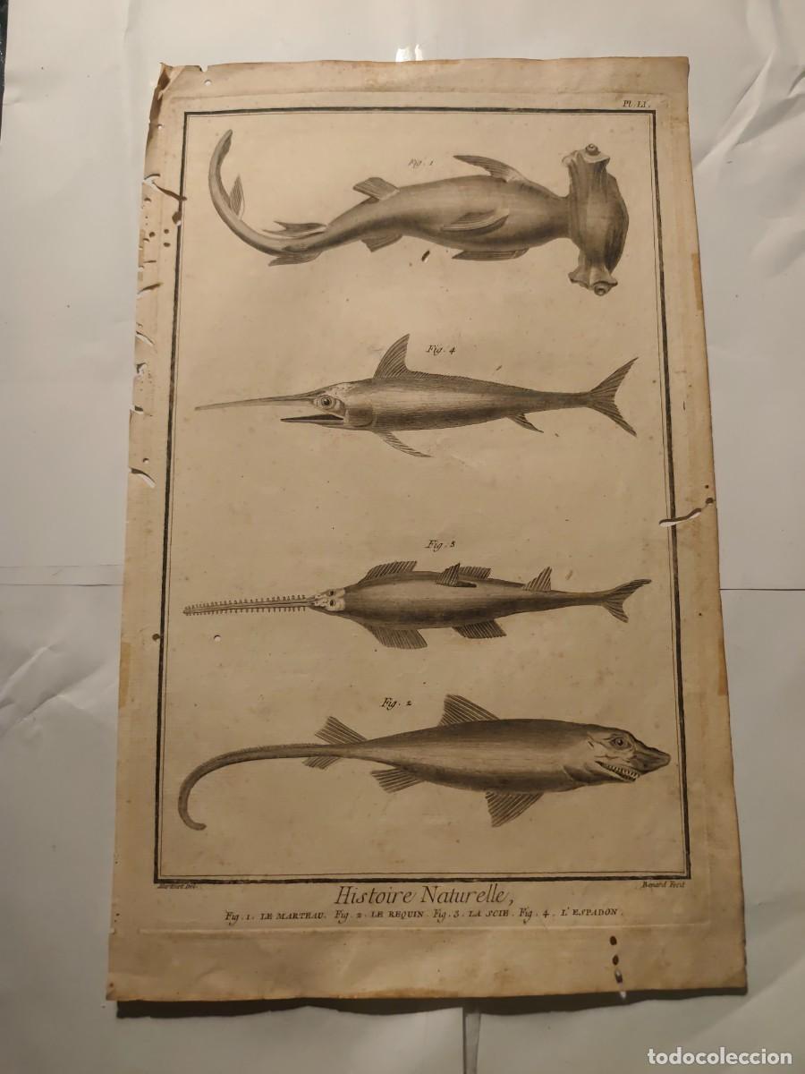 Arte: Grabado Peces Histoire Naturelle xviii