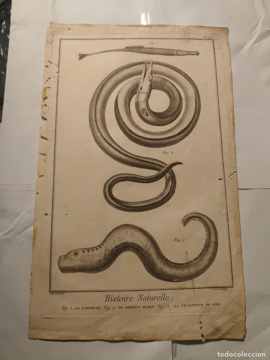 Arte: Grabado Peces Histoire Naturelle xviii