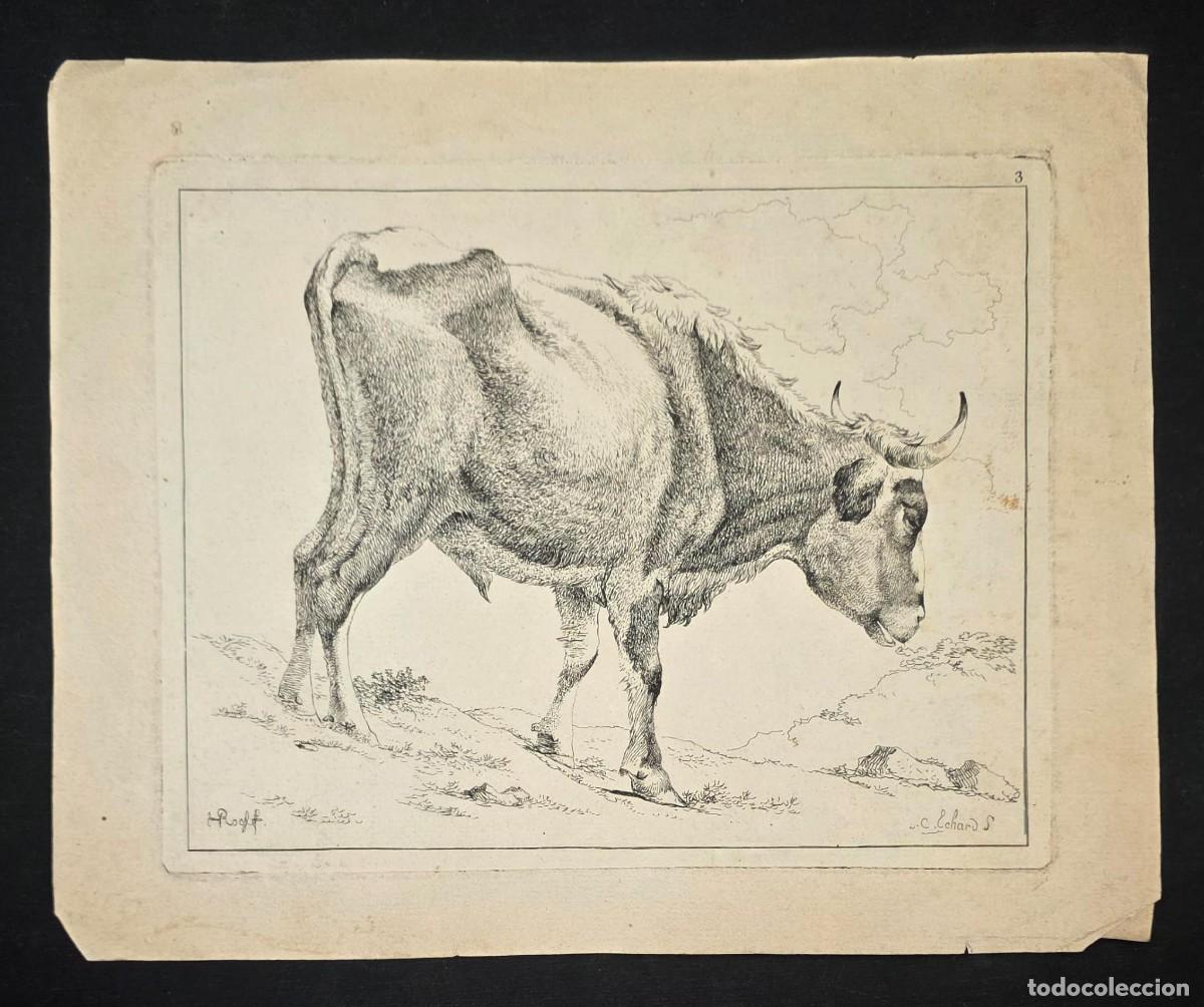 Arte: Grabado Antiguo Original de Vaca &ndash; Estudio Anat&oacute;mico Animal &ndash; Siglo XIX &ndash; L&aacute;mina 24x29 cm
