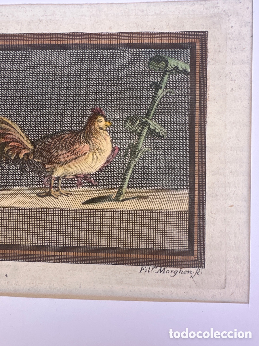 Arte: bodegon de aves de corral - Nicola Vanni - Foto 3
