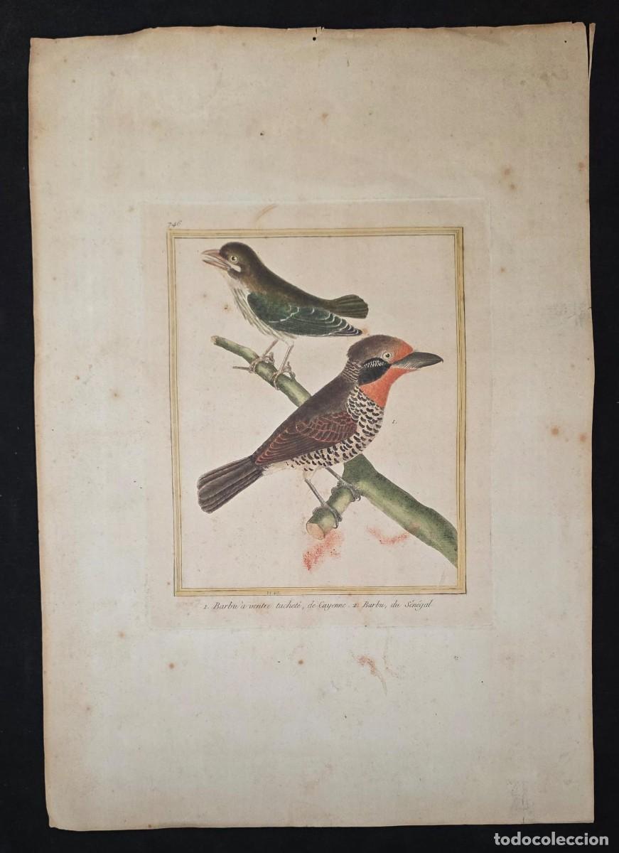 Arte: Grabado antiguo franc&eacute;s de aves ex&oacute;ticas Martinet (Buffon) 47 &times; 33 cm S.XVIII