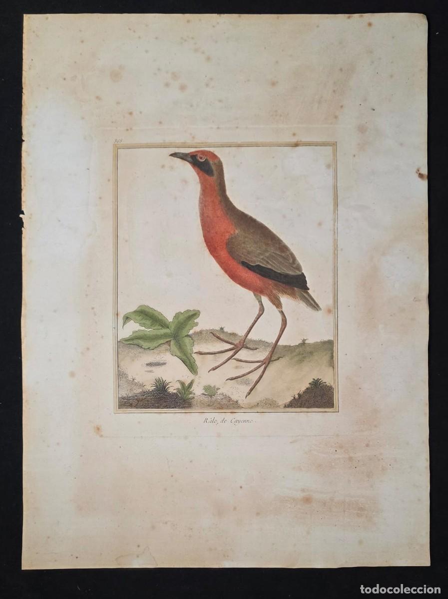 Arte: Grabado antiguo franc&eacute;s &rdquo;R&acirc;le de Cayenne&rdquo; Martinet (Buffon) 47 &times; 33 cm S. XVIII