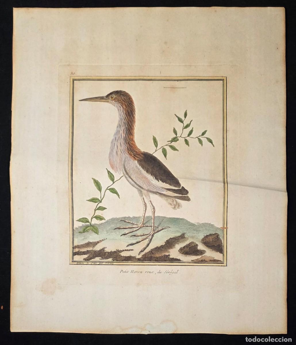 Arte: Grabado antiguo franc&eacute;s &rdquo;Petit H&eacute;ron roux du S&eacute;n&eacute;gal&rdquo; Martinet 38 &times; 32 cm S XVIII