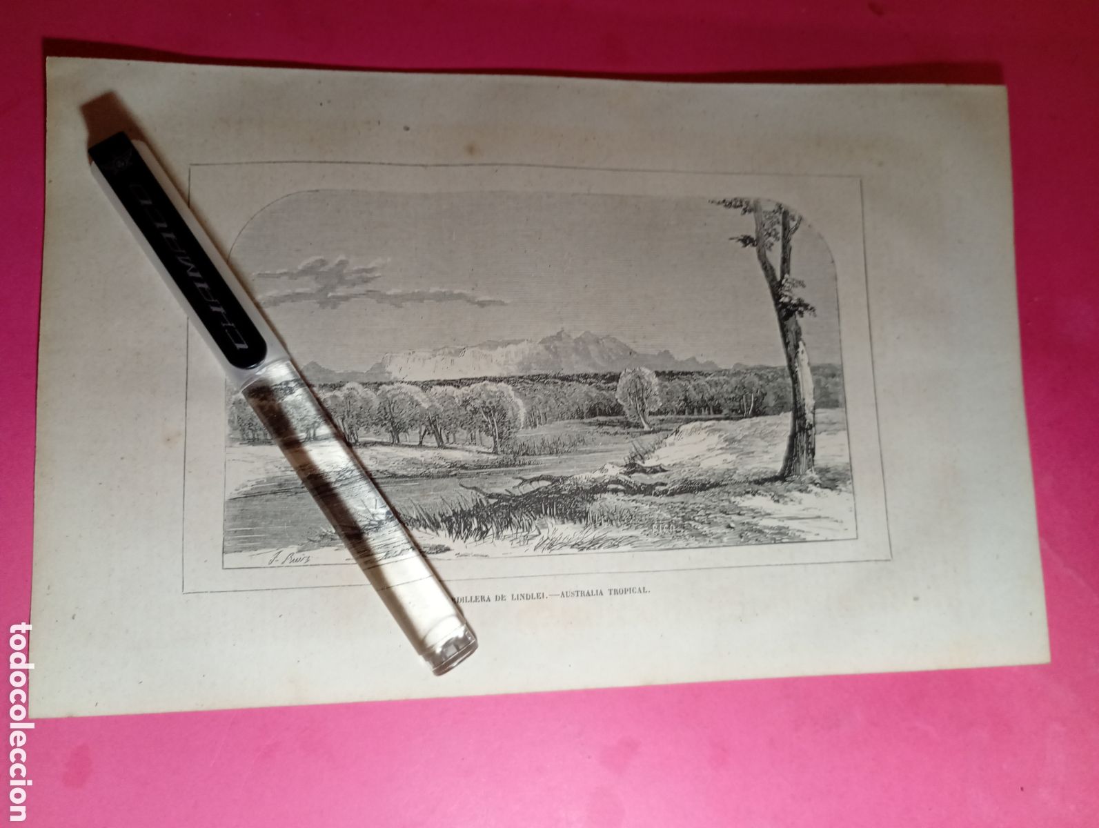 Arte: AUSTRALIA TROPICAL ANTIGUO GRABADO XIX O PRINCIPIO XX ''CORDILLERA DE LINDLEI''