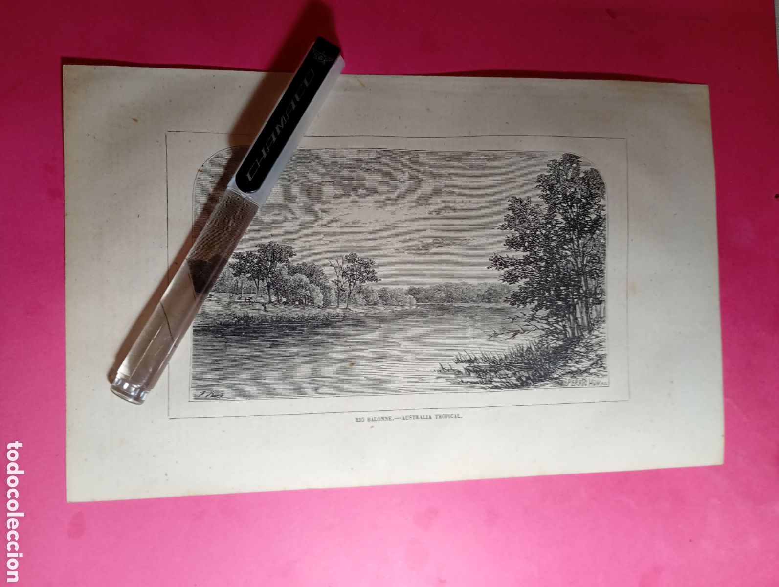Arte: AUSTRALIA TROPICAL ANTIGUO GRABADO XIX O PRINCIPIO XX ''RIO BALONNE''