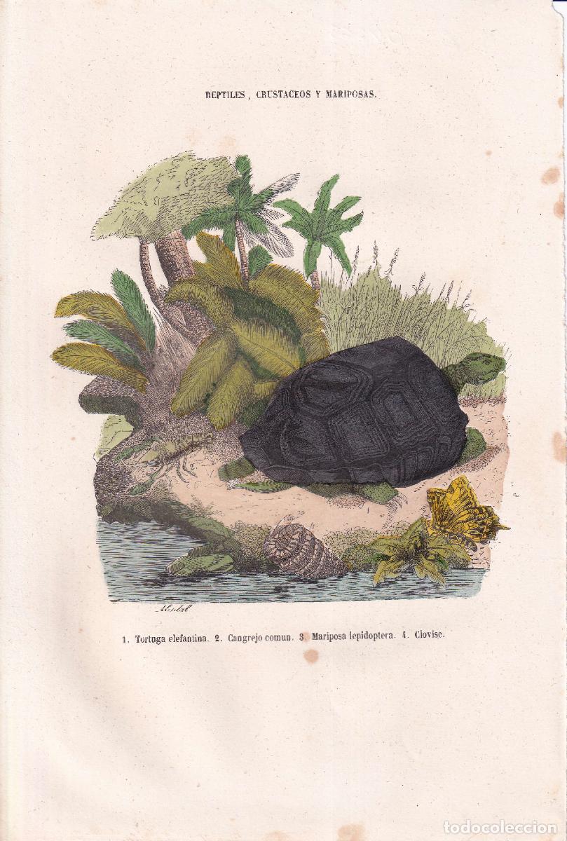 Arte: GRABADO COLOREADO ANIMALES (c.1860)