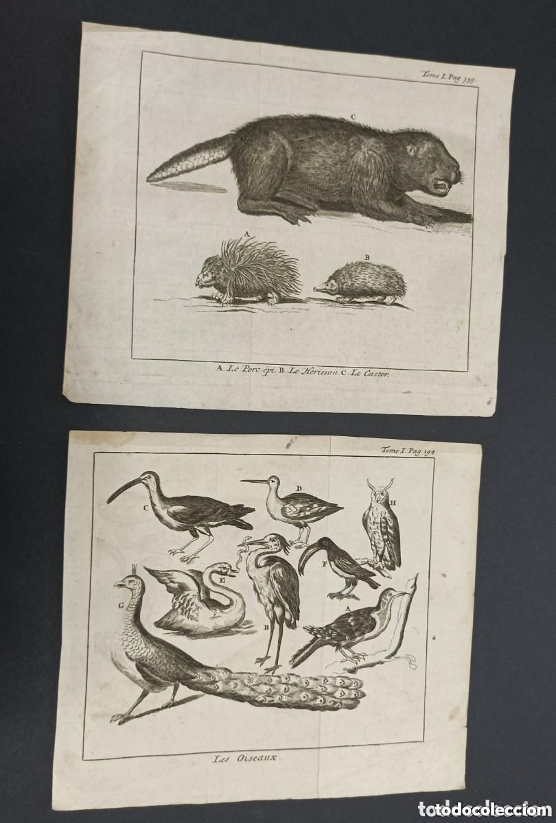 Art: Conjunto de dos grabados Siglo XVIII. Les Oiseaux & Le Porc-&eacute;pi, Le Herisson et Le Castor. Madeleine